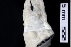 Foto (Detailansicht) von Goniodromites sp. (NHMW-GEO-1990-0041-0416)